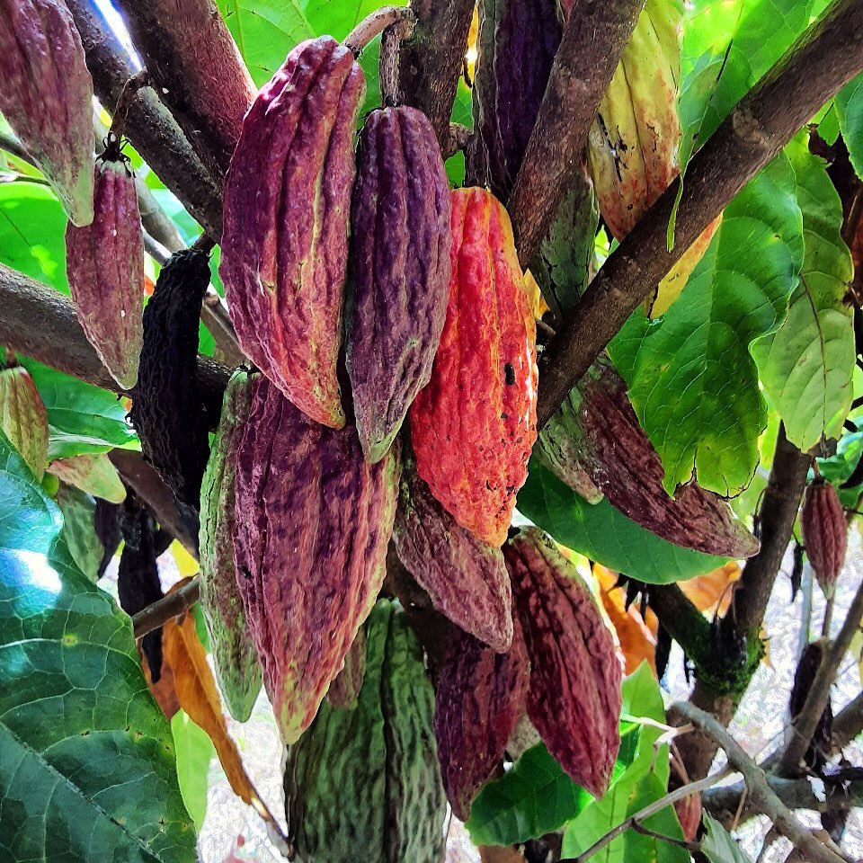 Cacao pods growing on a tropical farm in the Puna district of the Big Island