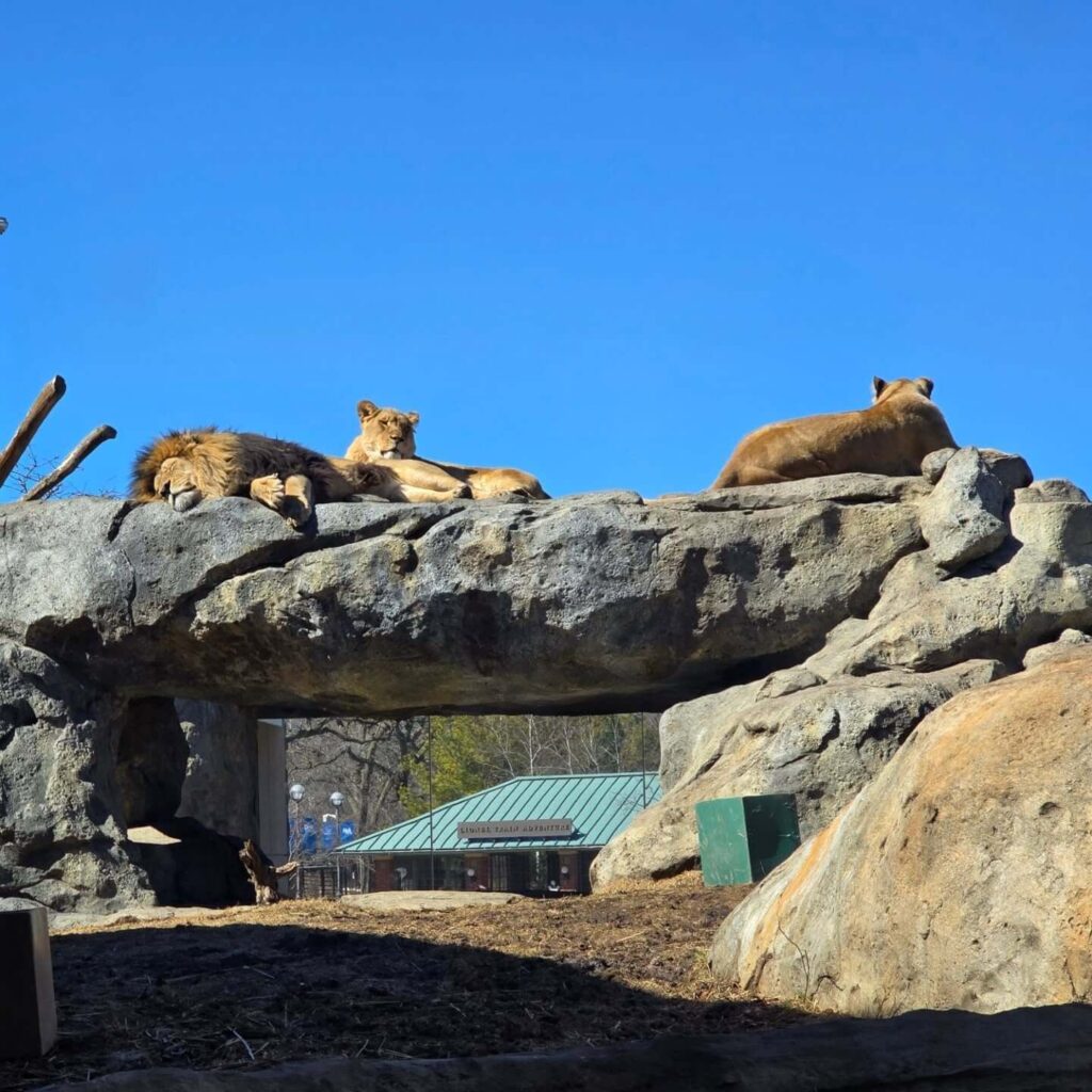 Lion resting at Lincoln Park Zoo in Chicago