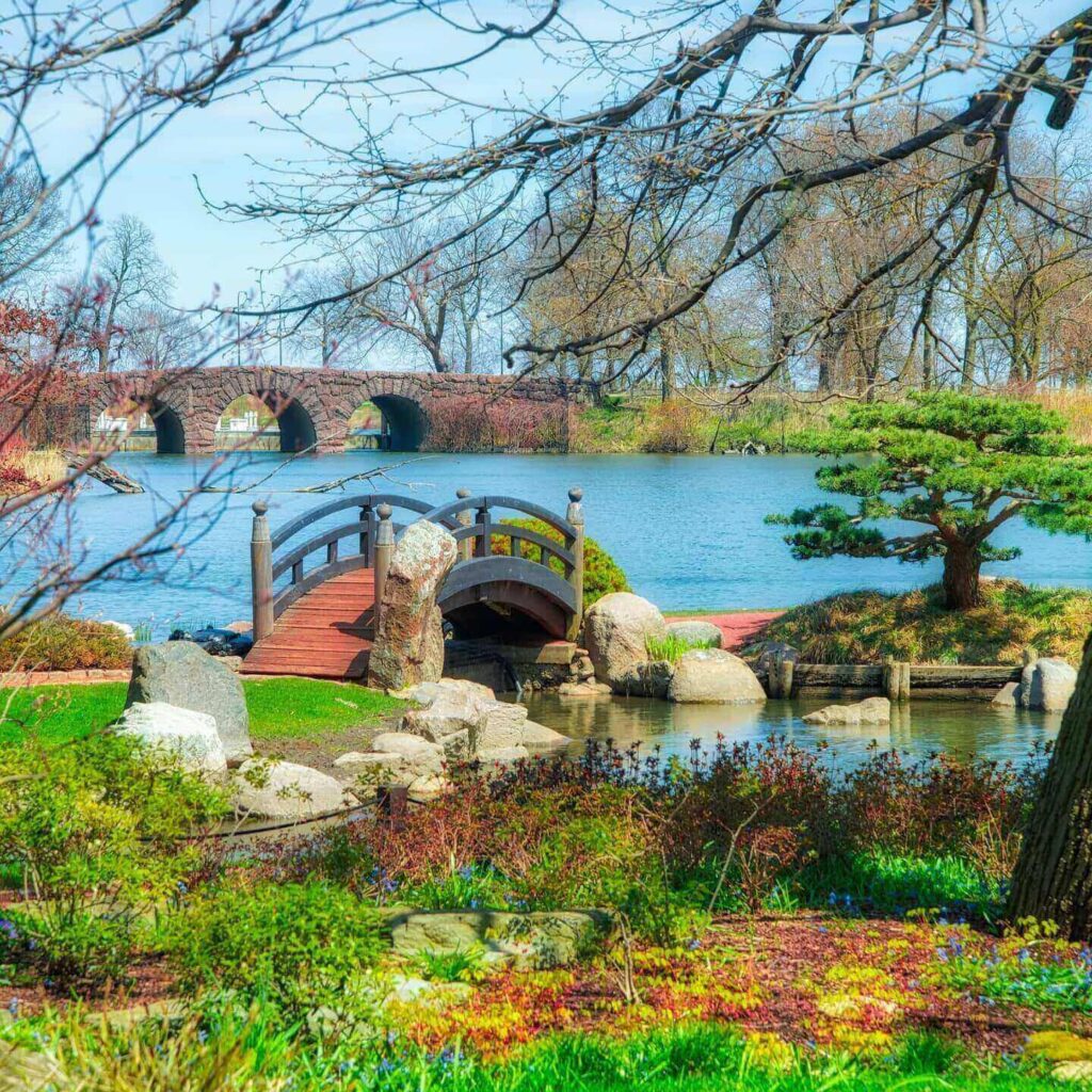 Cherry blossoms blooming at the Garden of the Phoenix in Chicago