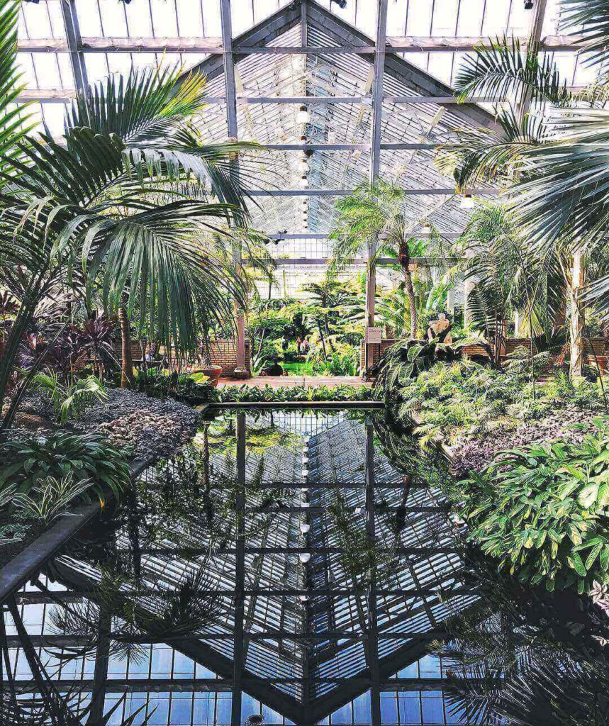 Lush ferns and tropical plants inside Garfield Park Conservatory