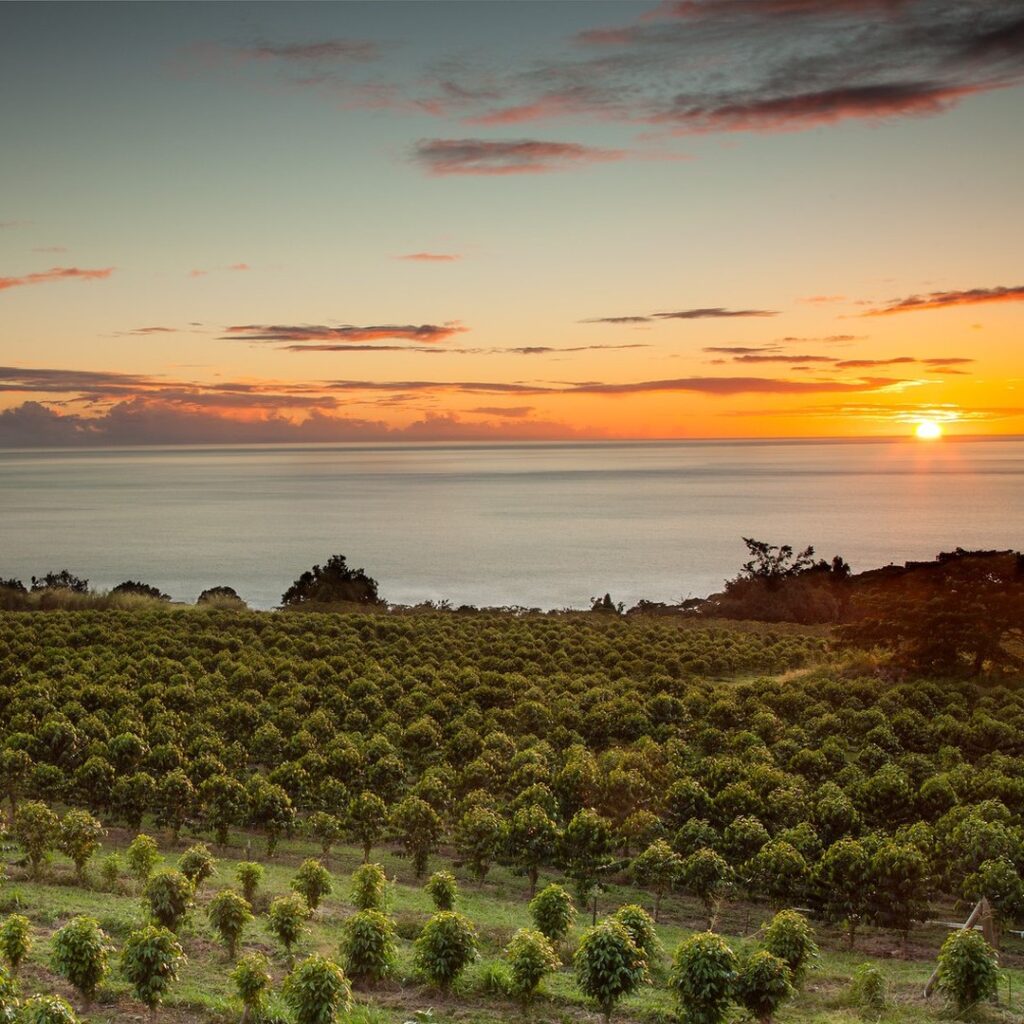 Rows of coffee trees at Greenwell Farms