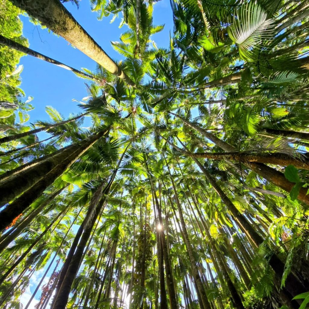 Lush tropical plants and ocean view at Hawaii Tropical Botanical Garden