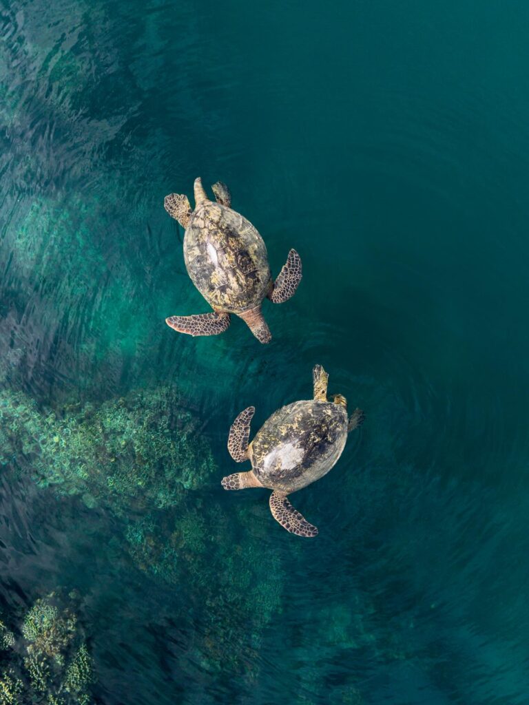 Hawaiian green sea turtle resting on a quiet Molokai beach