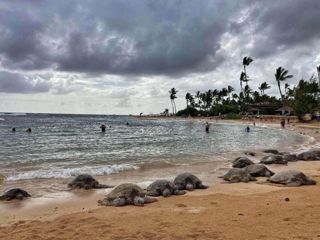 Hawaiian green sea turtle resting on black sand at Punaluʻu Beach on the Big Island