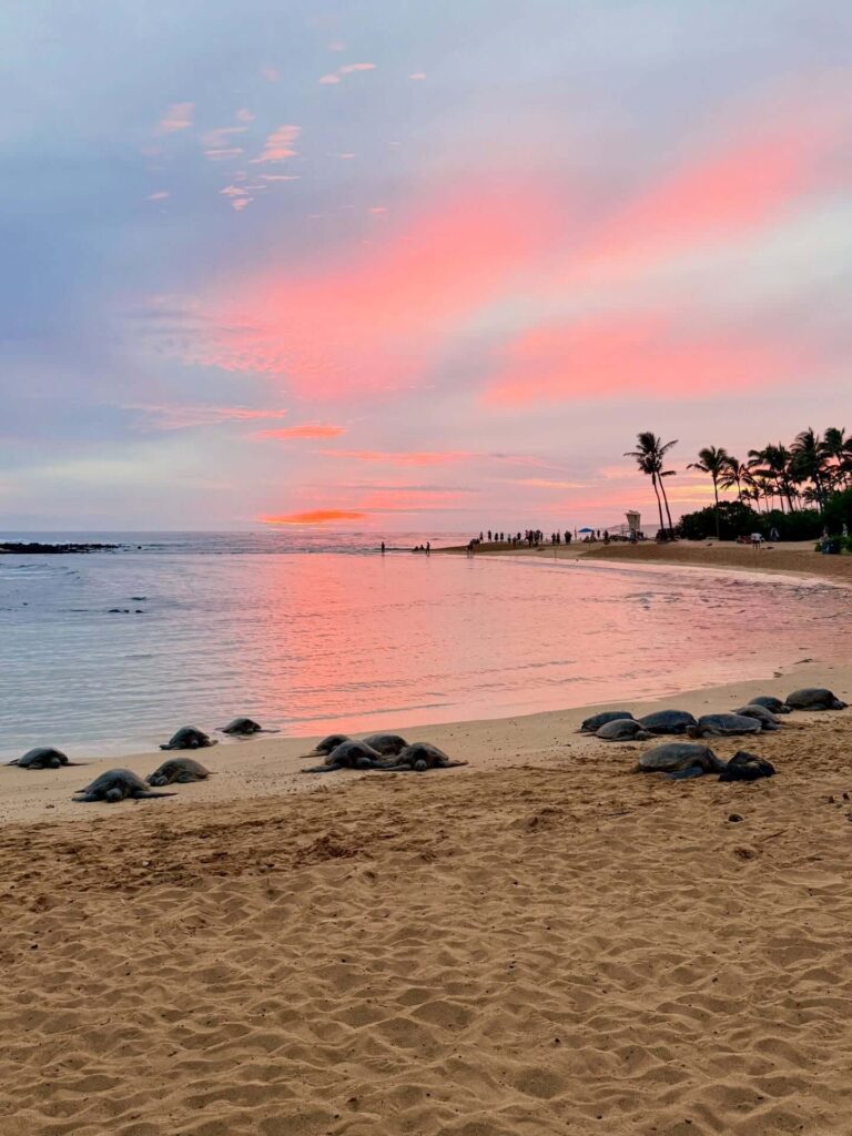 Hawaiian monk seal resting on the sand at Polihale State Park