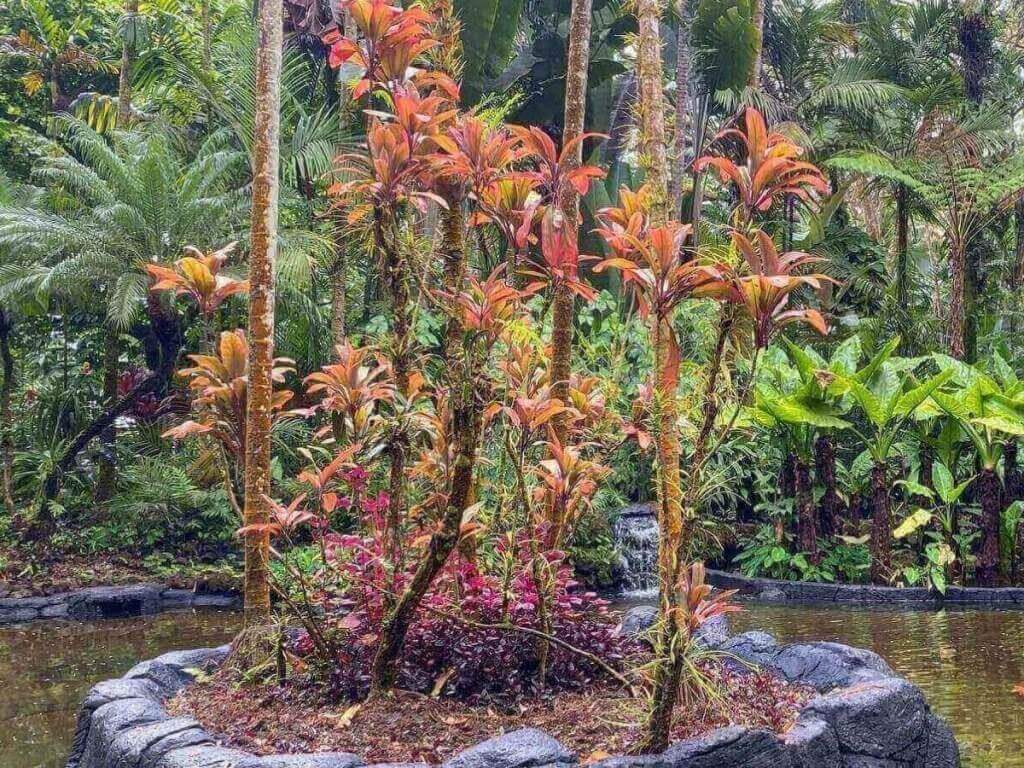 Lush tropical plants and bamboo pathway at Hawaiʻi Tropical Botanical Garden
