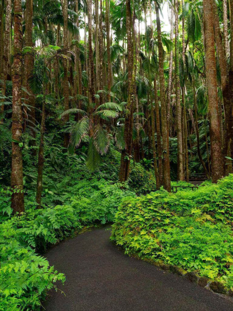 Lush rainforest landscape near Hilo on the Big Island of Hawaii