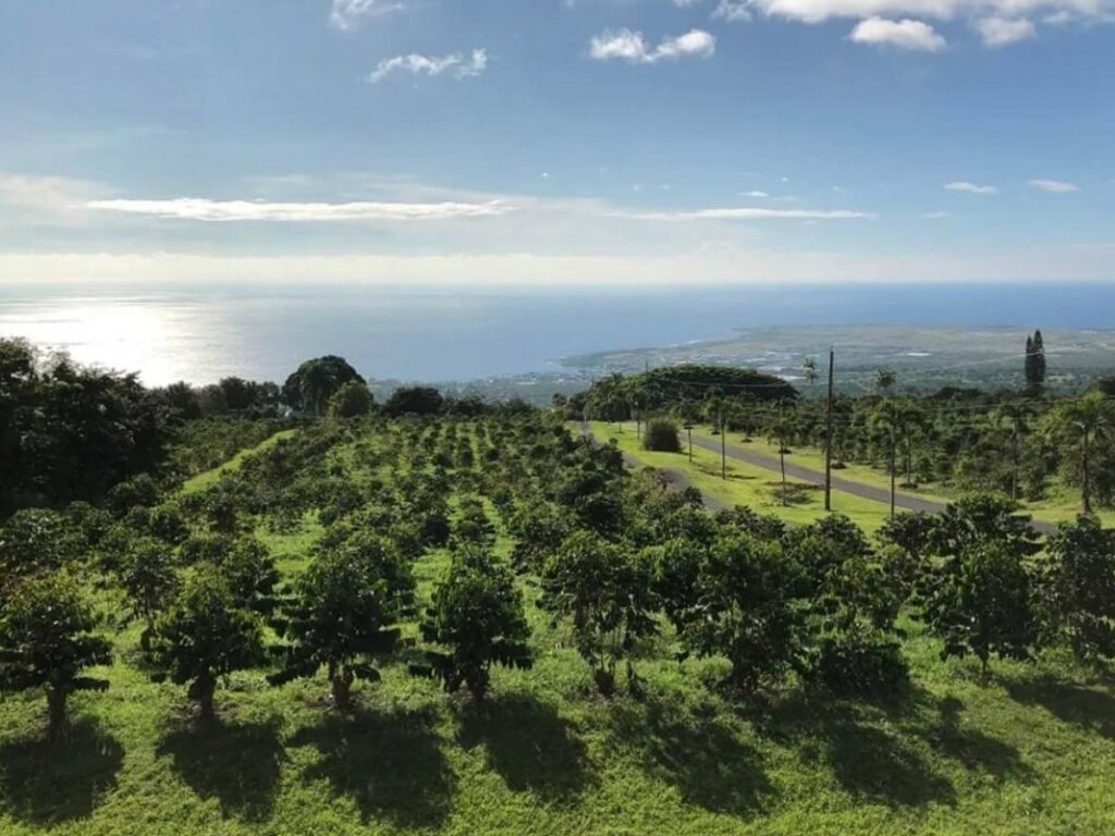 Coffee farm in Holualoa overlooking the Kona coastline