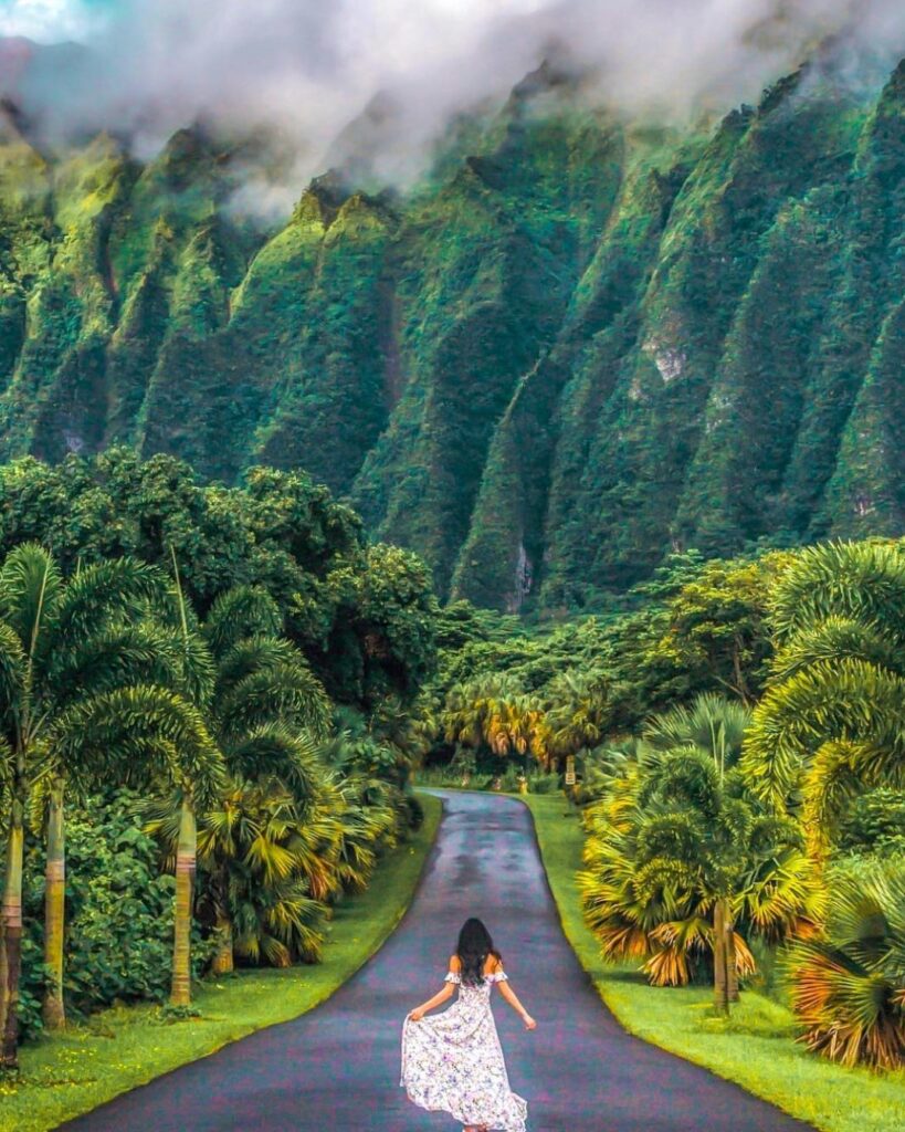  Palm trees and misty mountain backdrop at Ho’omaluhia Botanical Garden