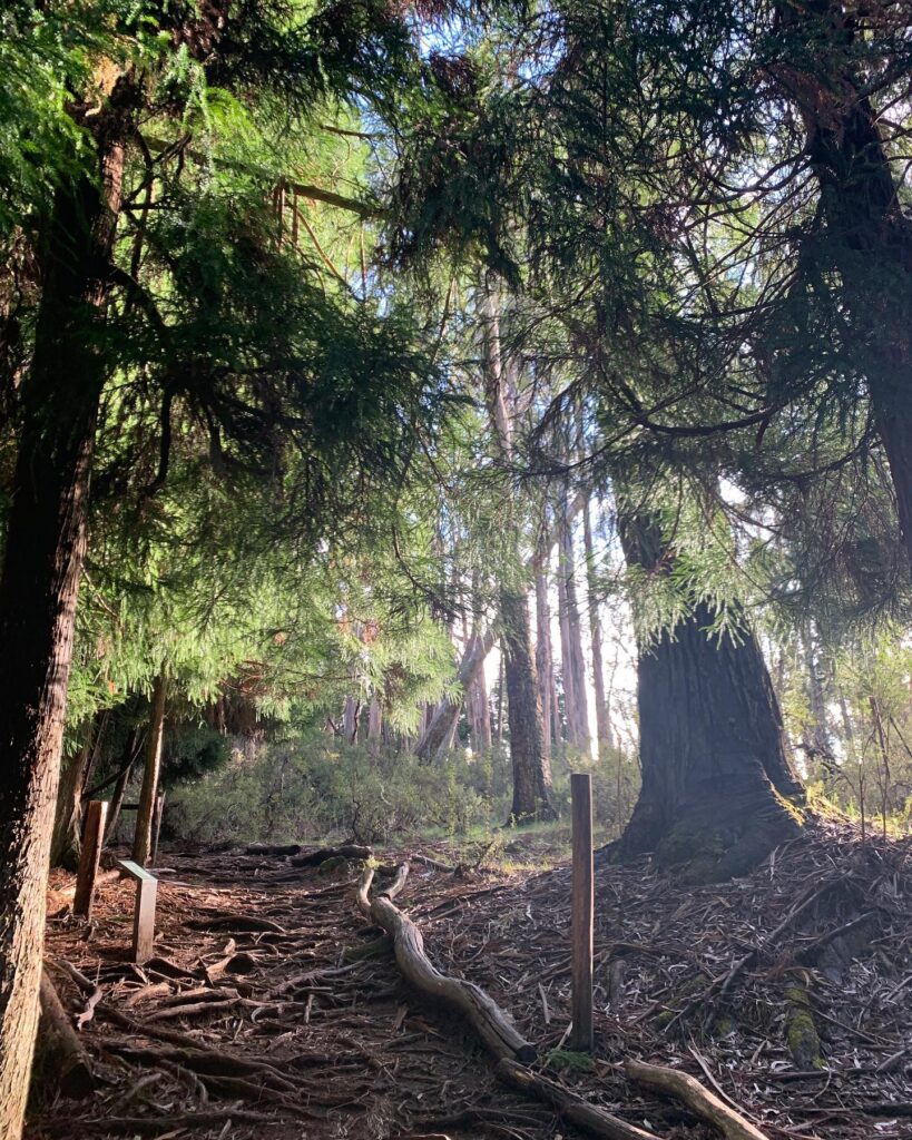 Hosmer Grove Haleakala