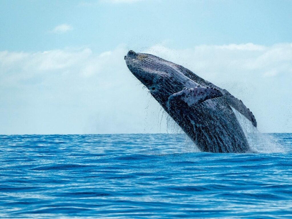 Humpback whale breaching offshore near Hawaii's Big Island during winter