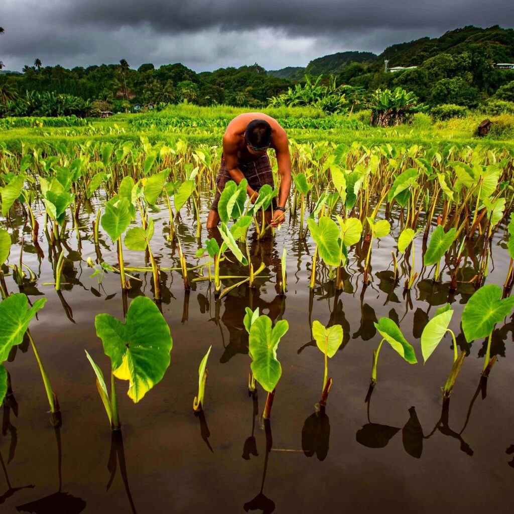 Kahana Pond