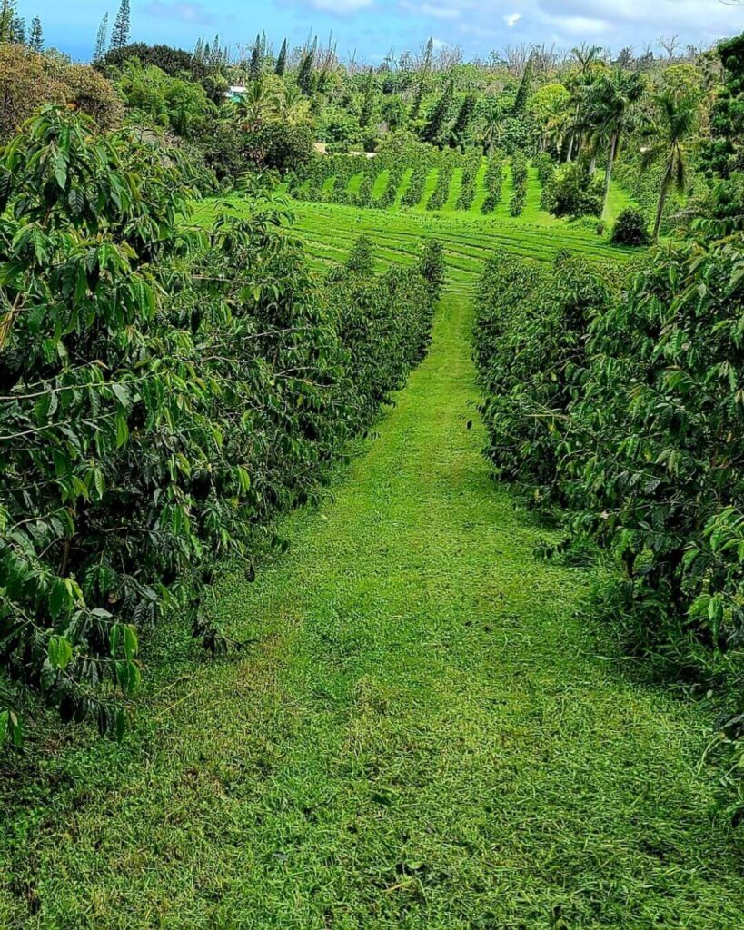 Coffee trees at Kauai Coffee Company on Kauai's South Shore