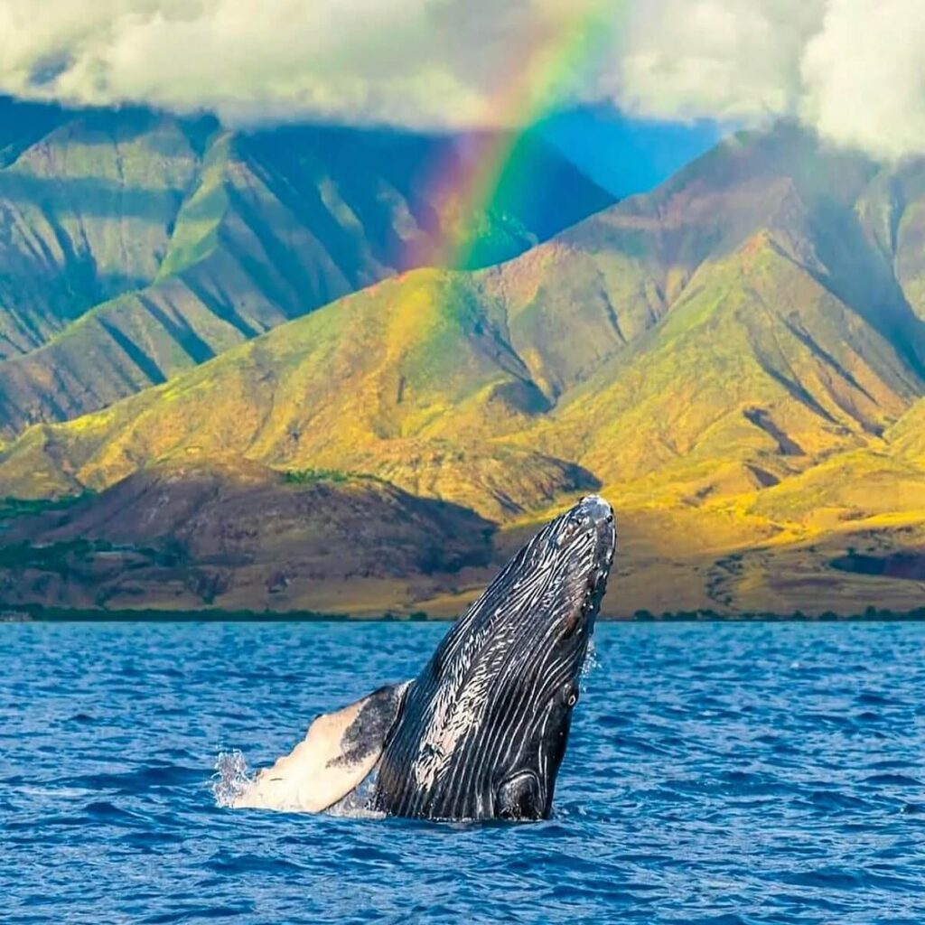 Humpback whale breaching off the coast of Kauai during winter