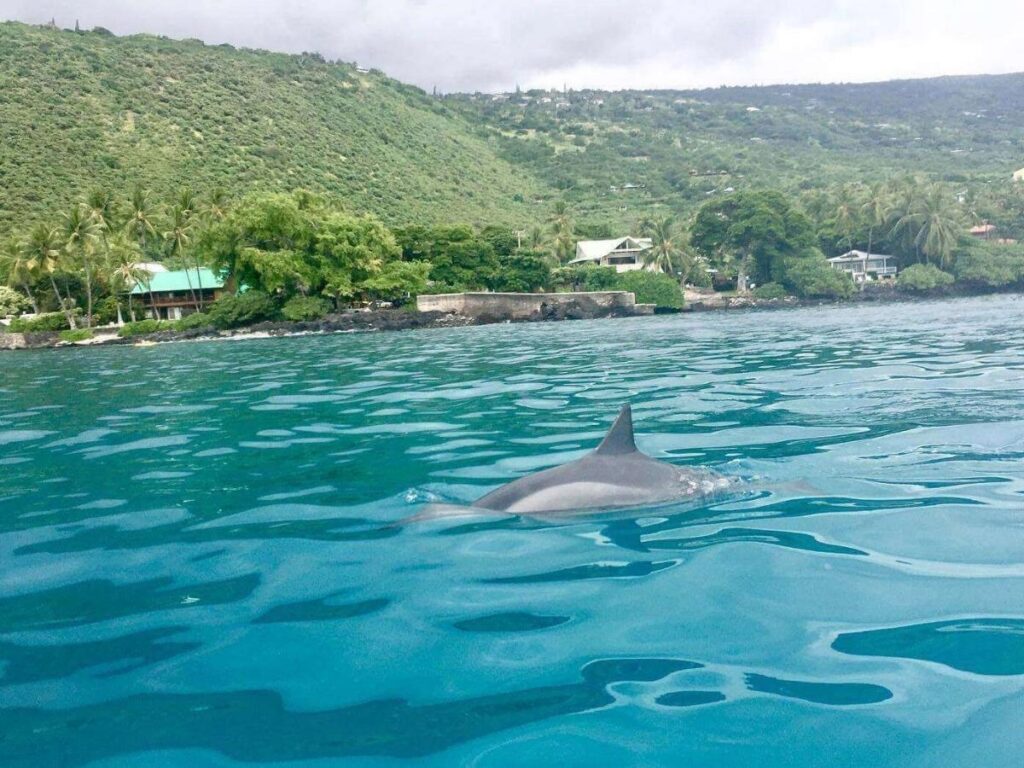 Aerial view of Kealakekua Bay with clear blue water on the Big Island of Hawaii