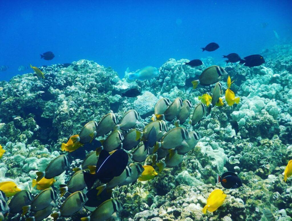 Crystal-clear water and coral reef at Kealakekua Bay on the Big Island