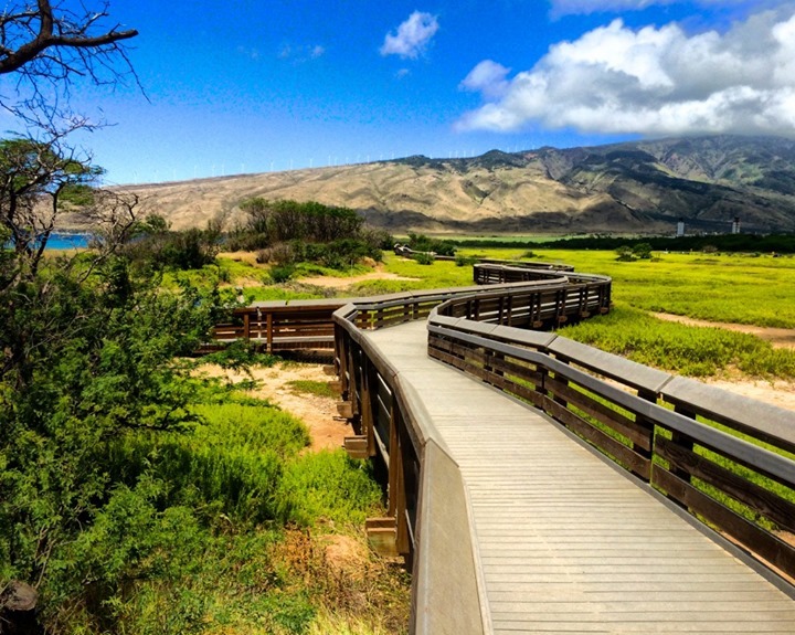 Wooden boardwalk winding through marsh habitat at Kealia Pond Refuge