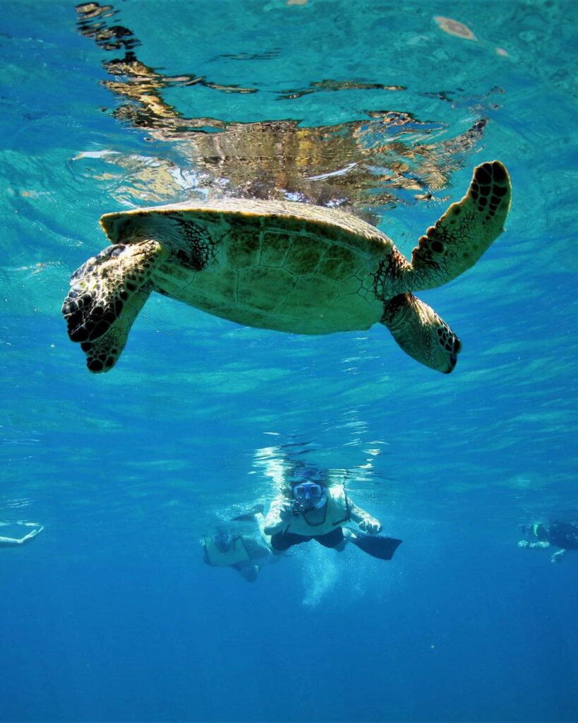 Snorkeler exploring reef and sea turtles offshore at Keawakapu Beach