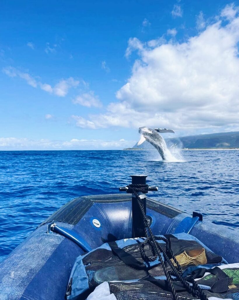 Humpback whale breaching near boat off Kihei coast