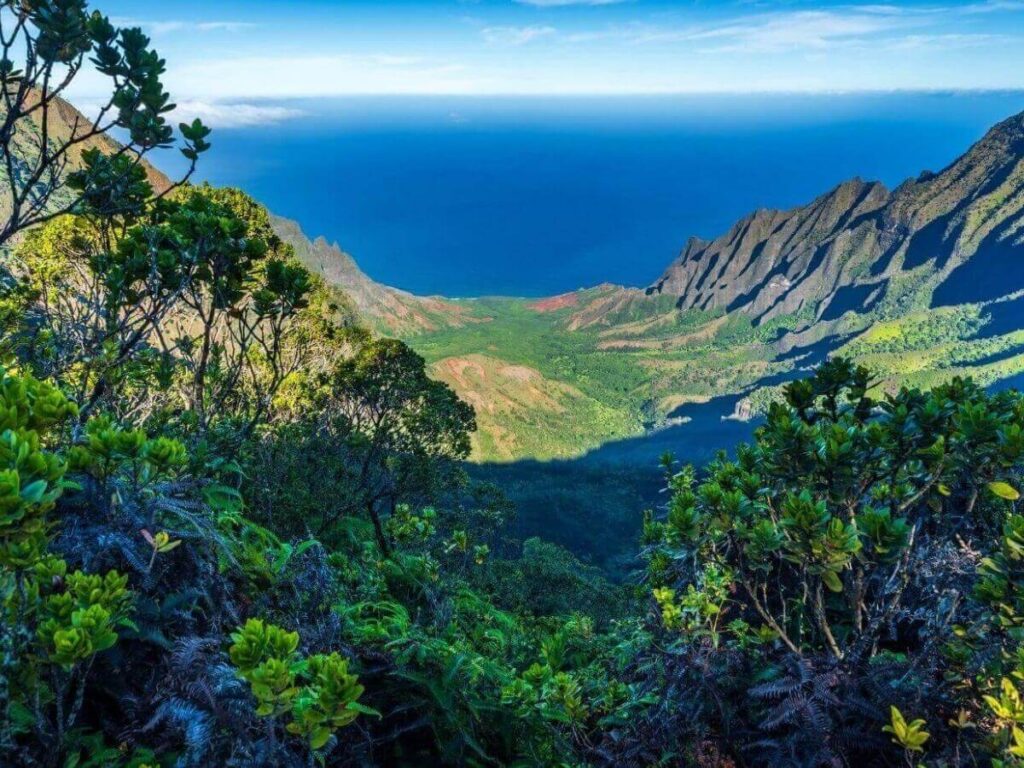 Forest hiking trail in Kōkeʻe State Park Kauai with tall trees