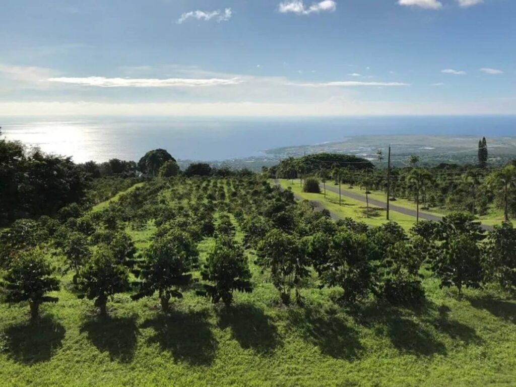 Kona coffee farm growing on volcanic slopes on the Big Island of Hawaii