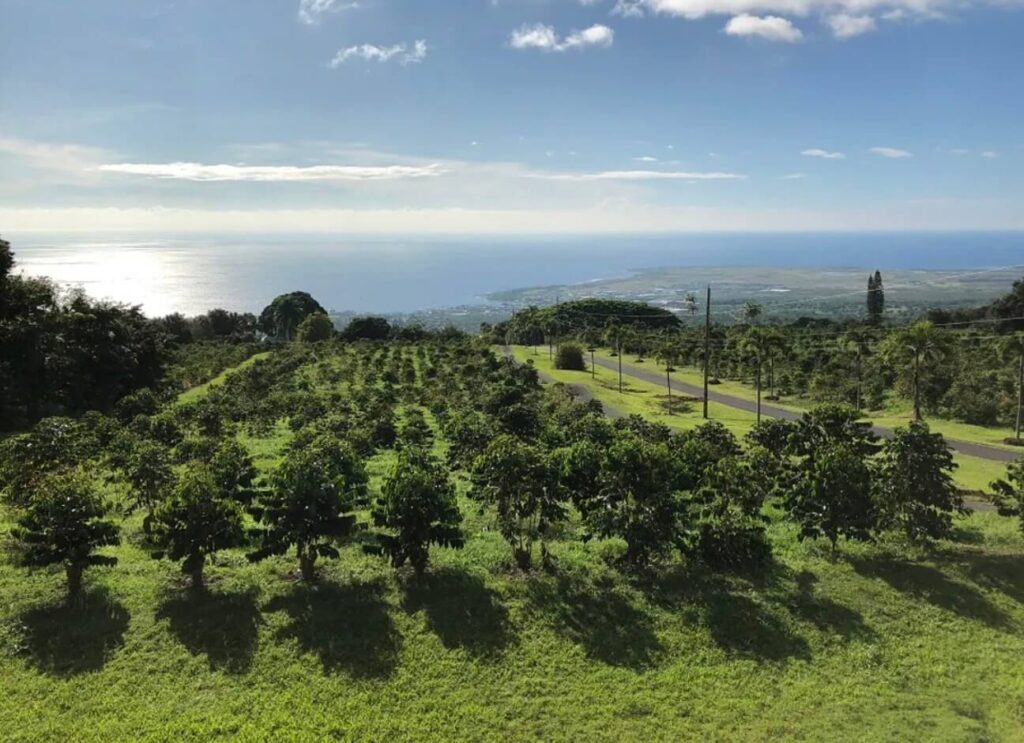 Coffee farm growing on volcanic hillside along the Kona Coast in Hawaii