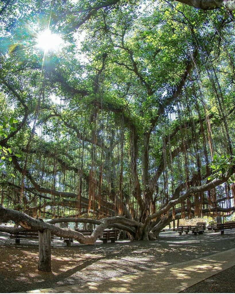 The massive banyan tree in Lahaina covering the town square with its roots and branches.