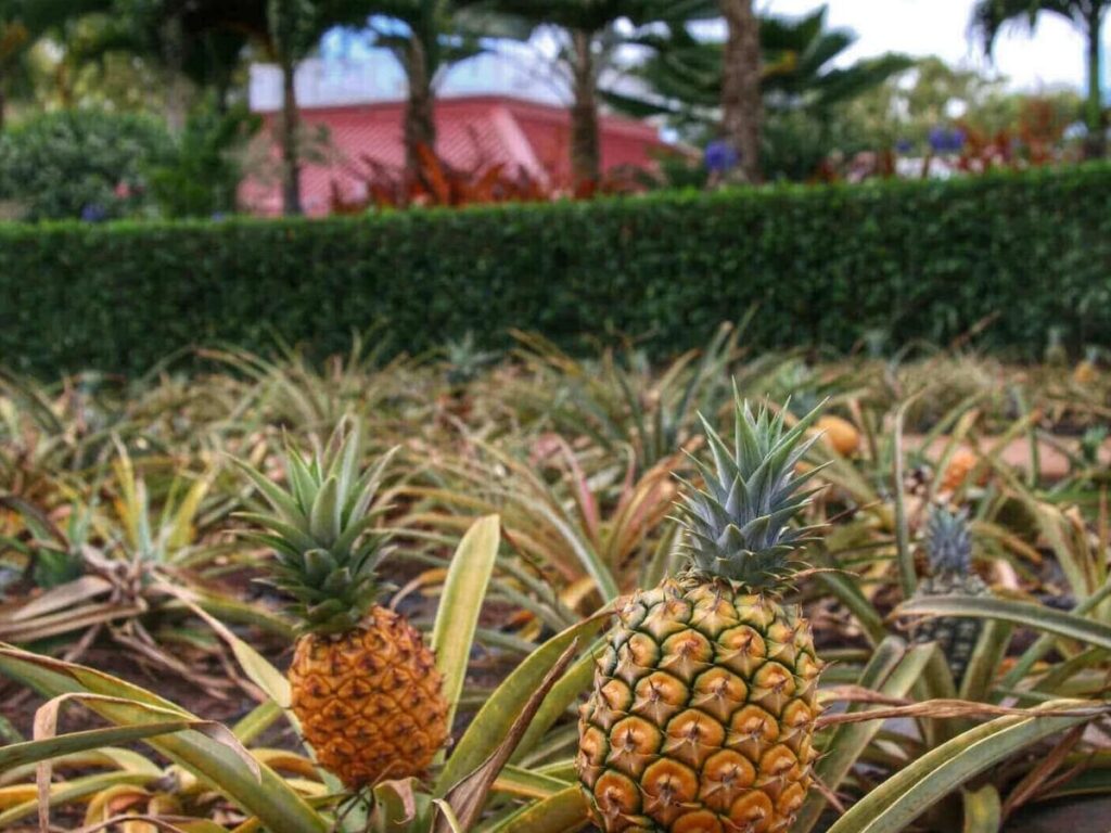 Historic pineapple plantation landscape on Lanai, Hawaii