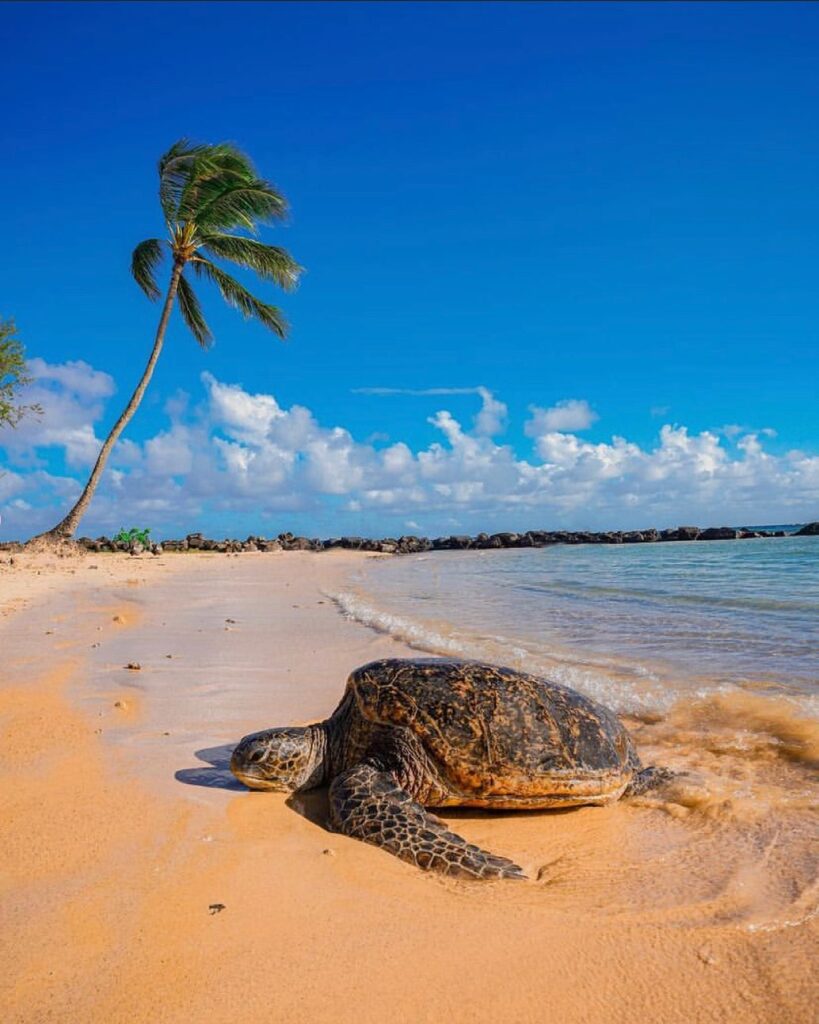 Hawaiian green sea turtle resting on the sand at Laniakea Beach