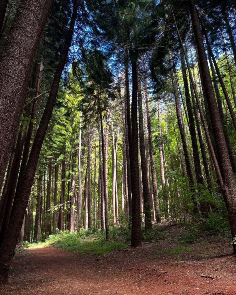 Quiet forest trail in Makawao Forest Reserve surrounded by native trees