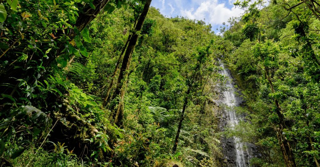 Manoa Falls Trail