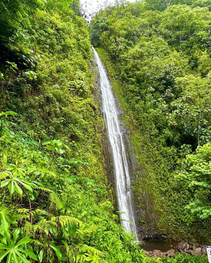 Lush trail leading to Mānoa Falls surrounded by tropical greenery