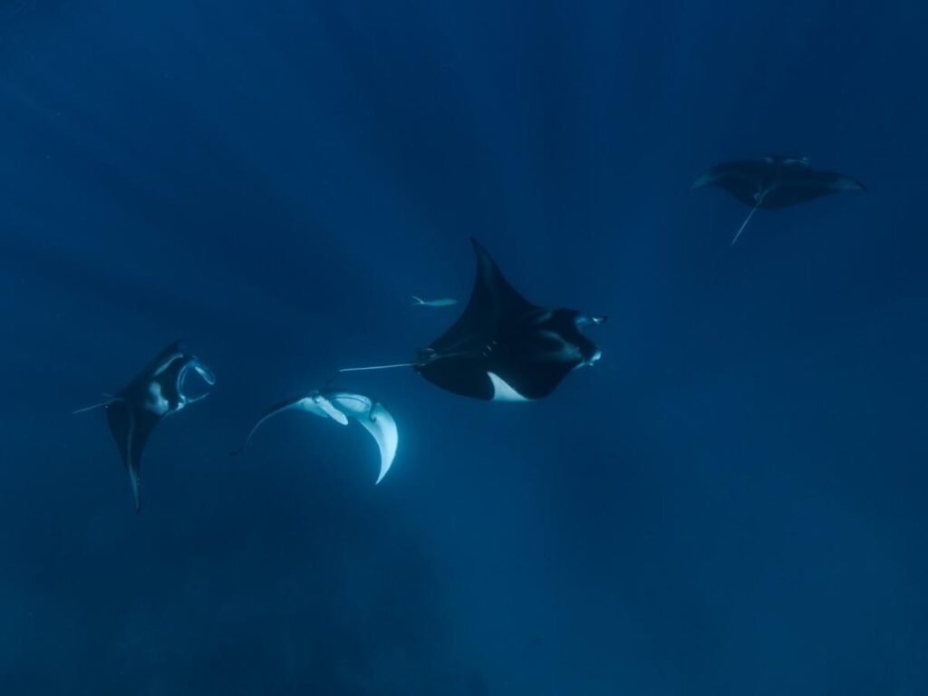 Large manta ray feeding underwater during night snorkeling on the Big Island