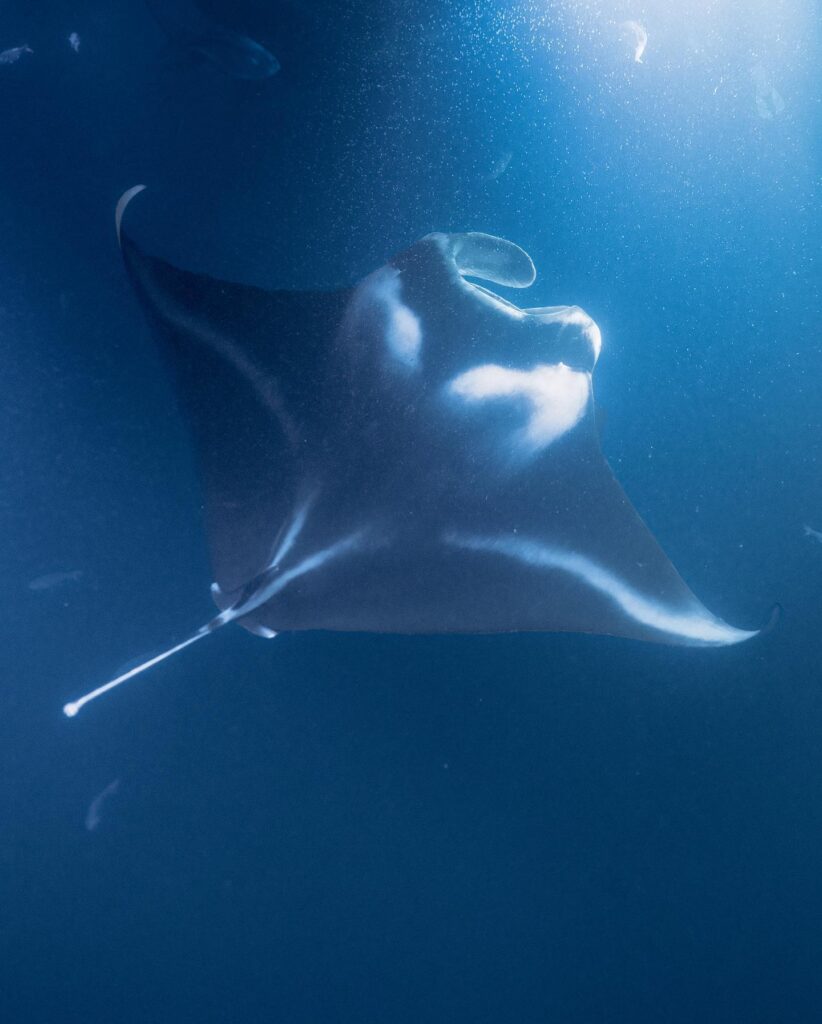 Manta ray swimming under lit snorkel platform at night