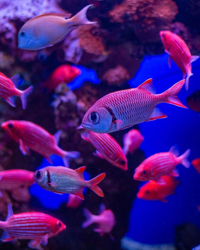Colorful fishes in Maui Ocean Center