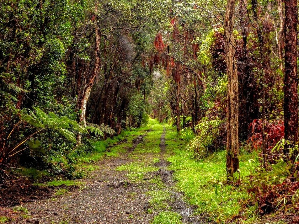 Misty Rainforest in Hawaii Volcanoes National Park