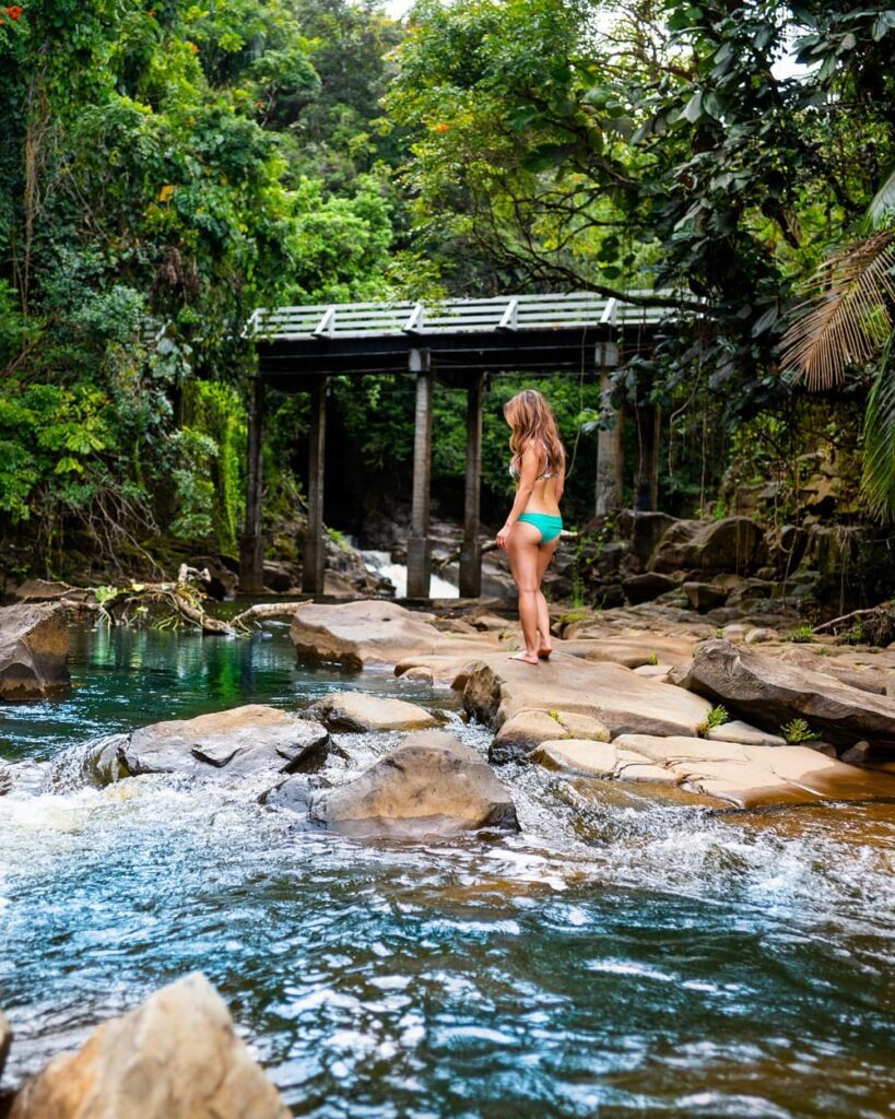 Rainforest along the Onomea Scenic Drive
