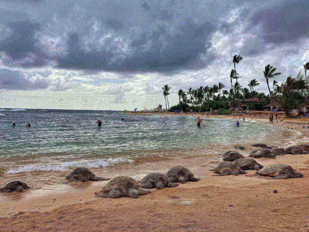 Sea turtle resting on the sand at Poipu Beach during sunset