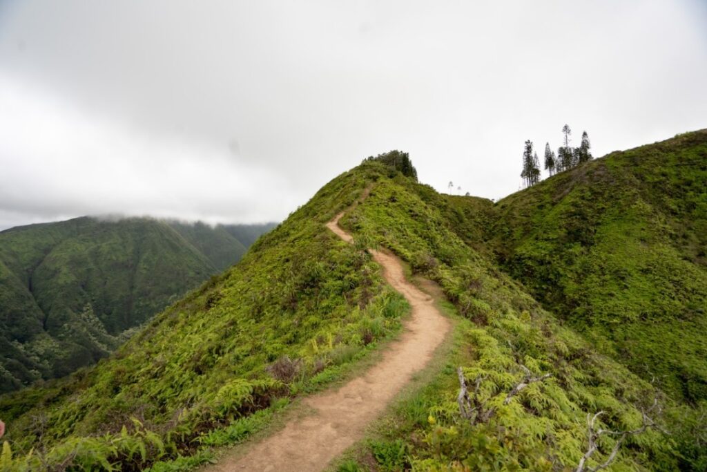 Forest hiking trail leading to Puʻu Huluhulu summit in Hawaiʻi Volcanoes National Park