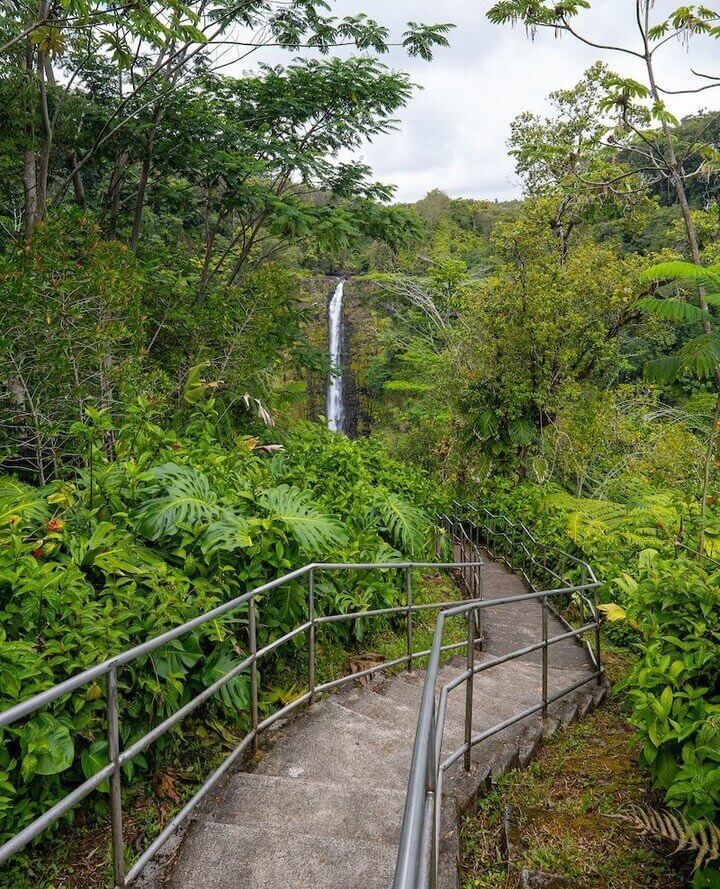 Lush rainforest hiking trail with tree ferns in Hawaiʻi Volcanoes National Park