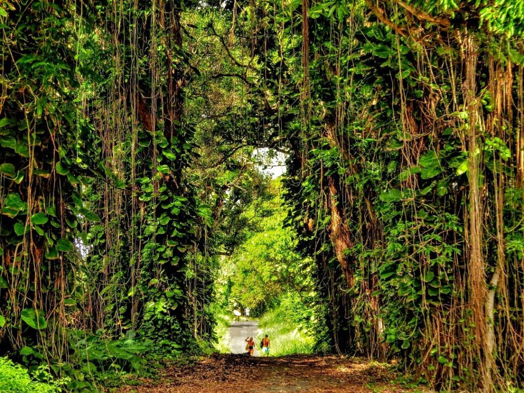 Lush jungle and black lava cliffs along the Red Road coastal drive in Puna