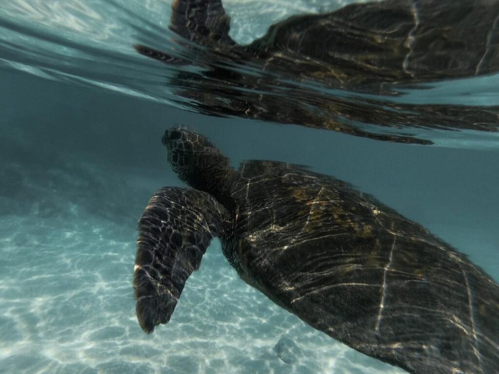 Sea turtle swimming at Carlsmith Beach Park in Hilo