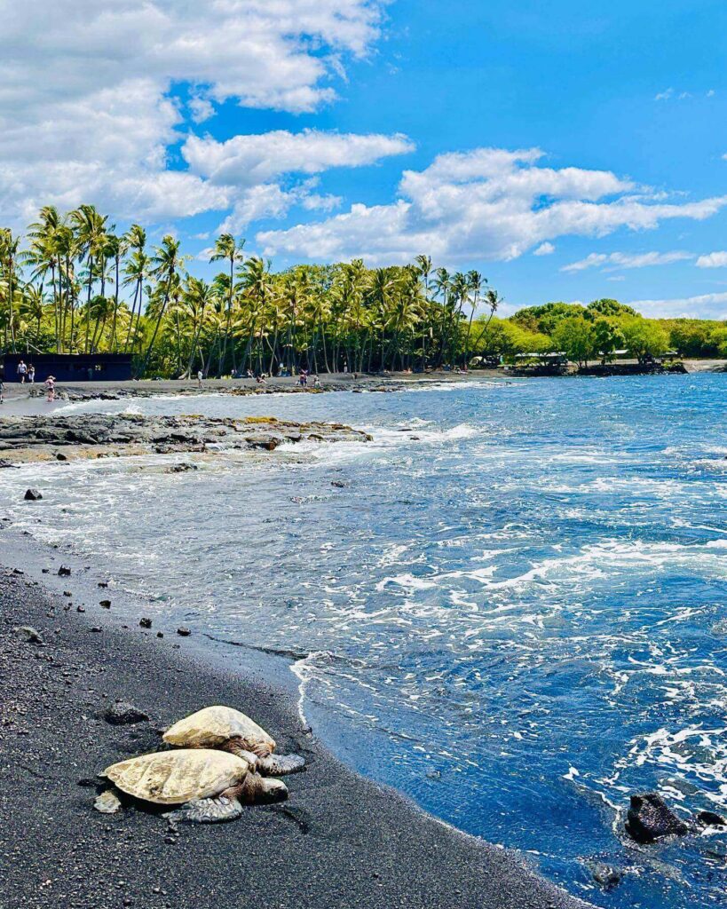 Hawaiian green sea turtle resting on the shoreline of Punaluʻu Black Sand Beach