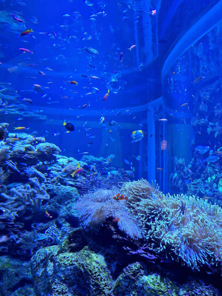 Shedd Aquarium on Chicago's Museum Campus