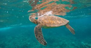 Best Things to Do in Makawao