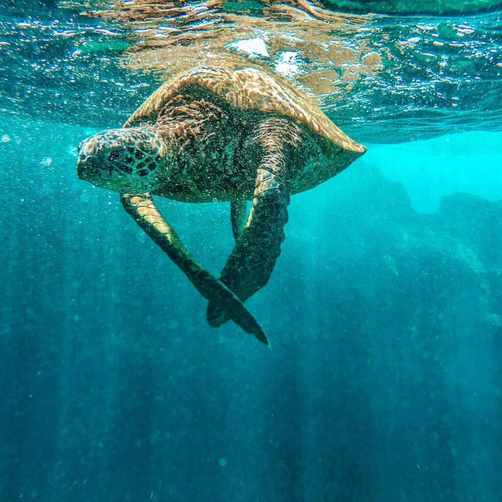 Hawaiian green sea turtle swimming near the reef at Turtle Town, Maui