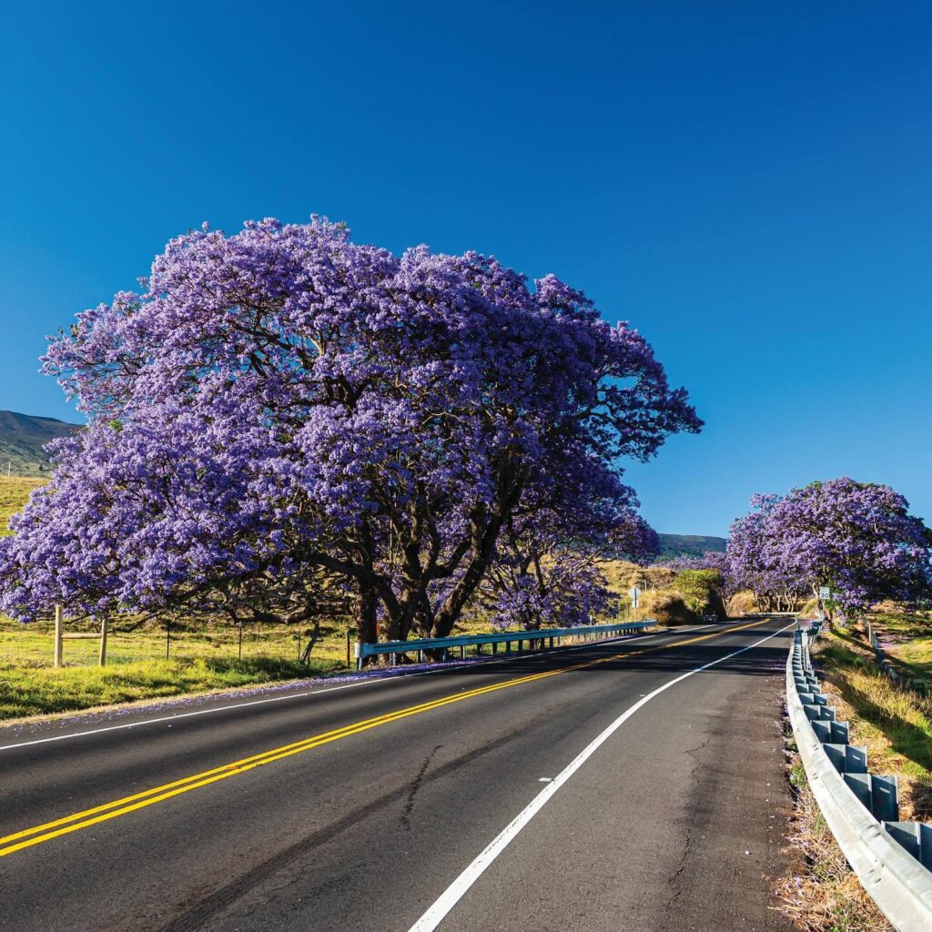 Maui Upcountry with purple lavender trees
