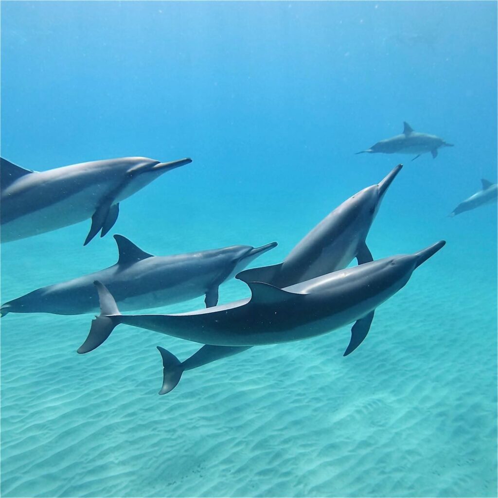 Spinner dolphins swimming in clear ocean off the Waianae coast