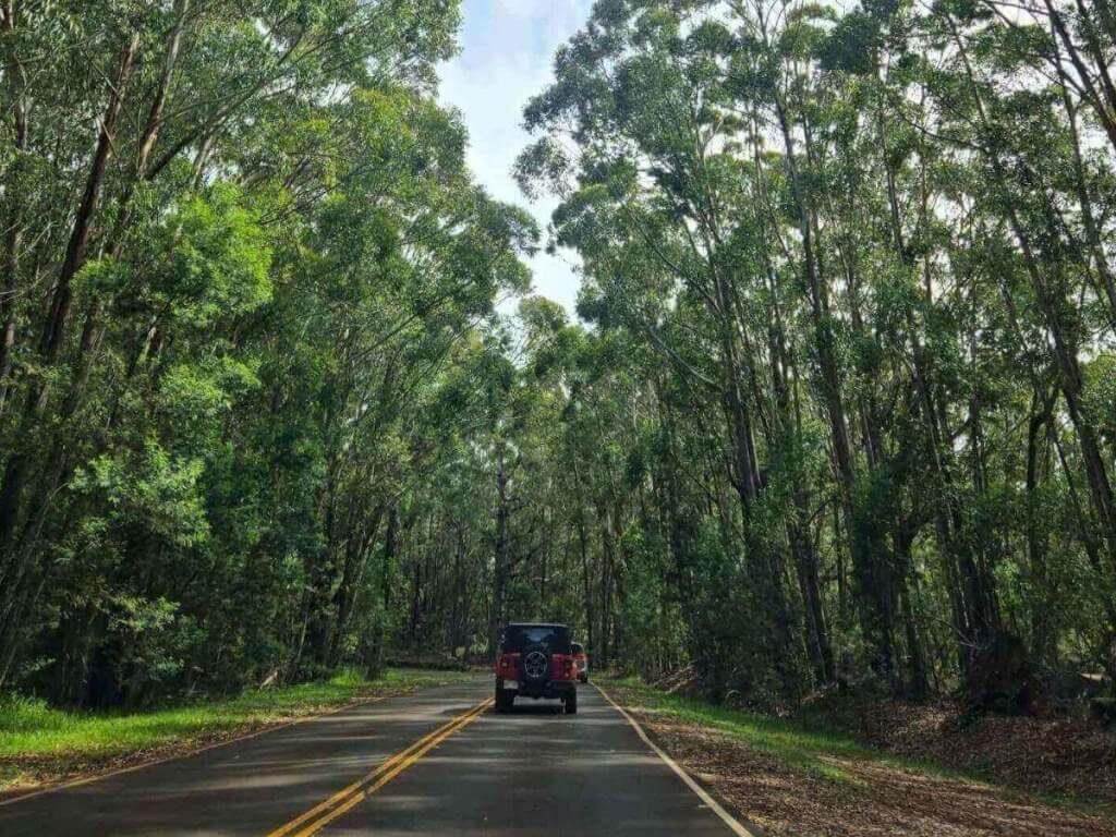 View of Waimea Canyon from roadside lookout in Kauai