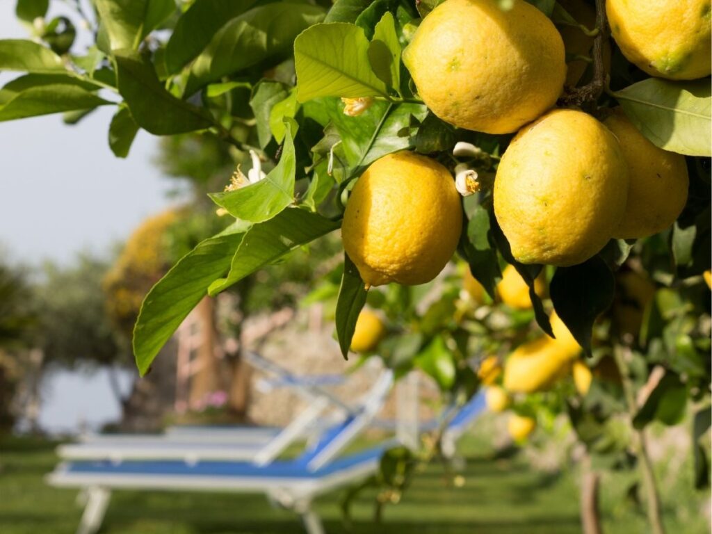 Lemon grove overlooking Amalfi with ripe yellow lemons on the tree